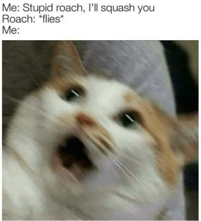 Shocked feline expressions in hilarious cat memes about flying insects.