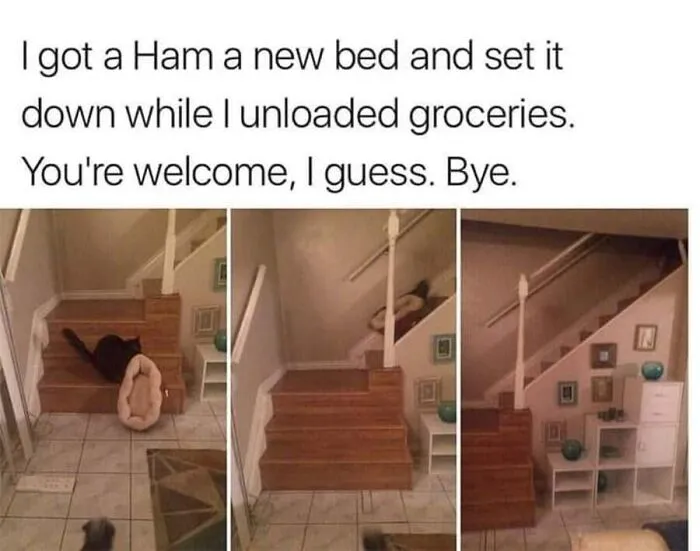 Funny cat memes showing a black cat playing on stairs with its new bed.