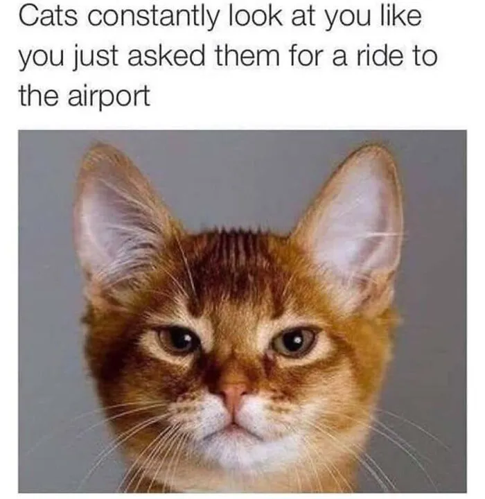 Relatable cat memes featuring a ginger pet giving a skeptical look.