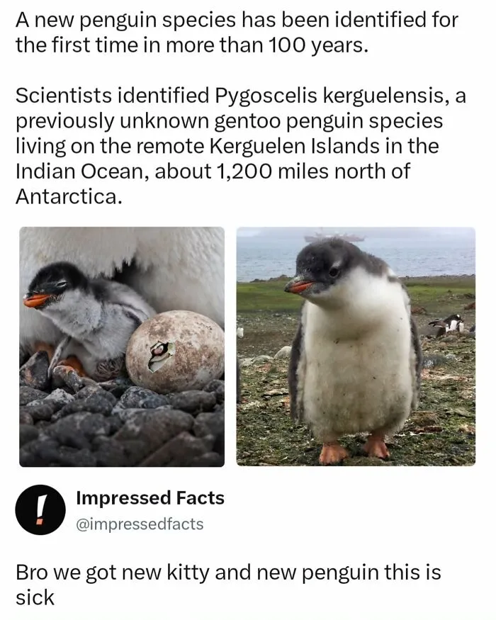 An interesting post featuring a newly discovered species of penguin next to its egg.