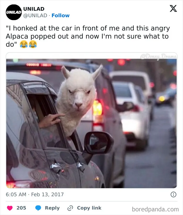 Angry alpaca sticking its head out of car window in traffic meme