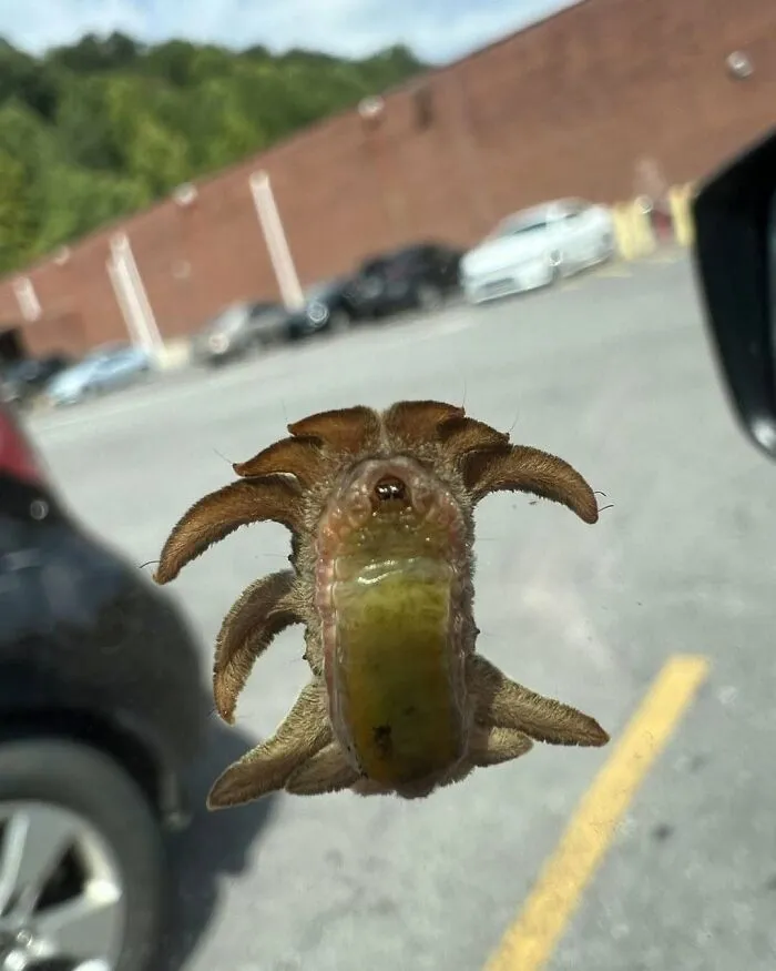 An interesting monkey slug caterpillar stuck to a car window in a parking lot.