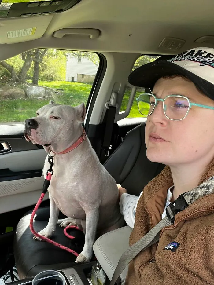 A serious person and their white pit bull riding in a car, highlighting how pets look like their owners.
