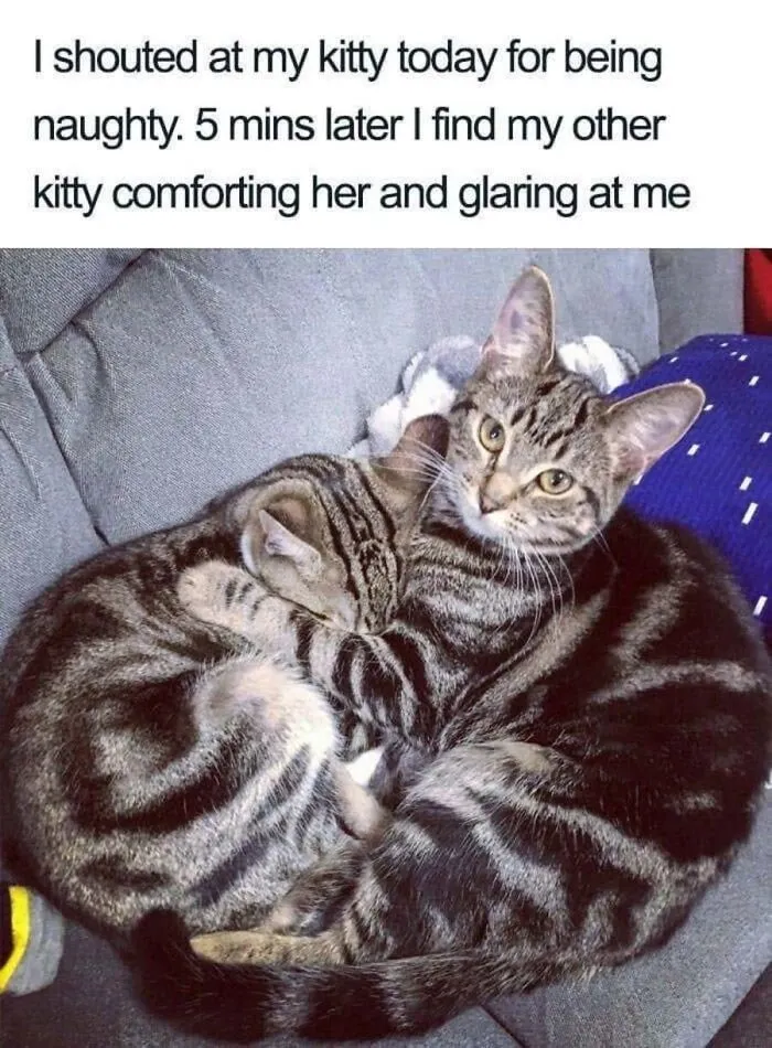 Funny cat memes showing two tabby kittens hugging on a couch while one glares protective at the camera