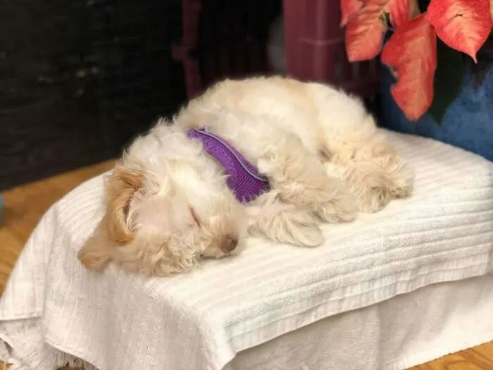 Fluffy white sleeping puppy wearing a purple harness lying on a towel