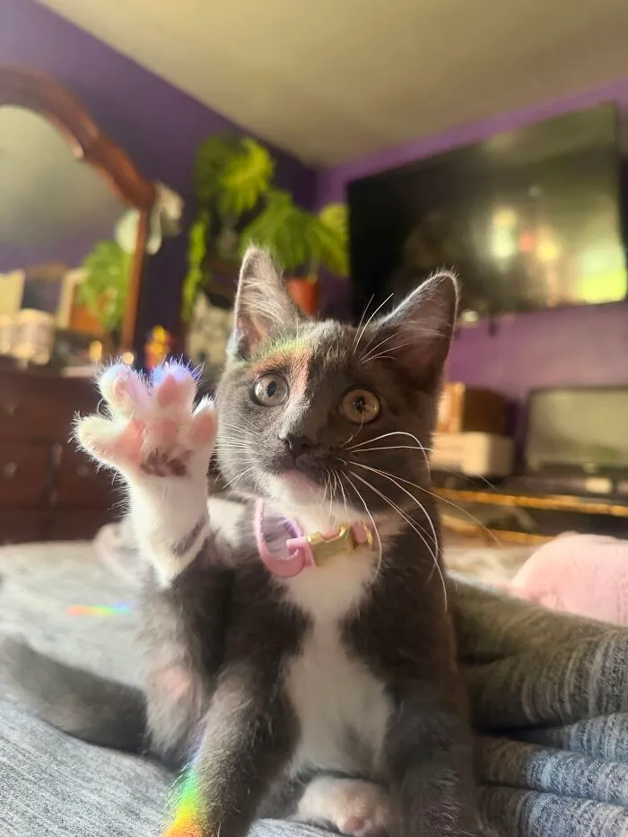 Grey kitten in a funny position raising its paw with rainbow light on its face.