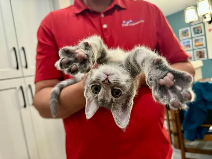 A funny kitten held upside down by a person, showcasing its paws.