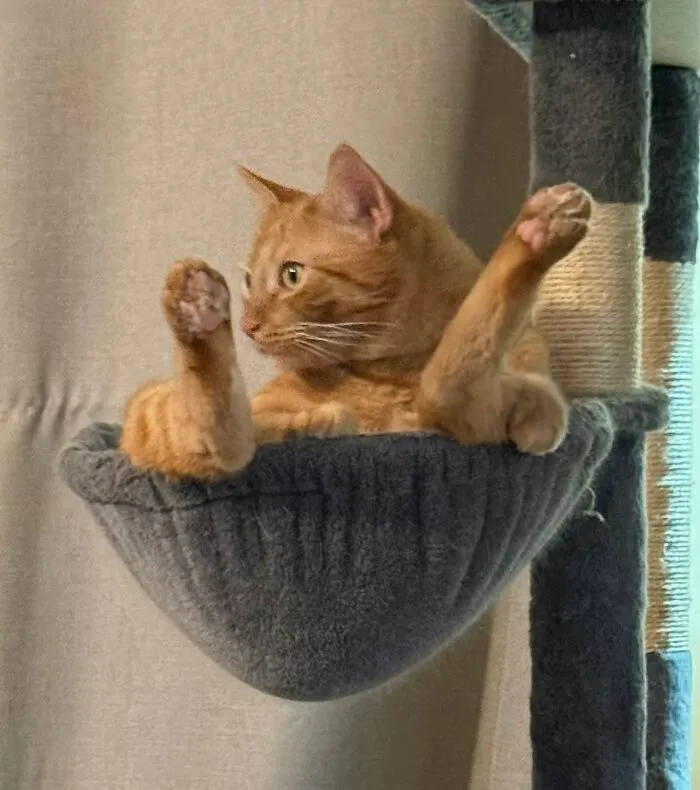 An orange cat sitting in a weird, funny position inside a cat tree hammock.