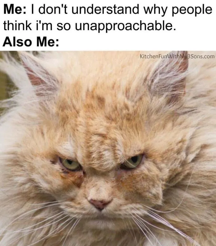 Fluffy grumpy cat giving an intense glare, displaying classic feline expressions for cat memes.