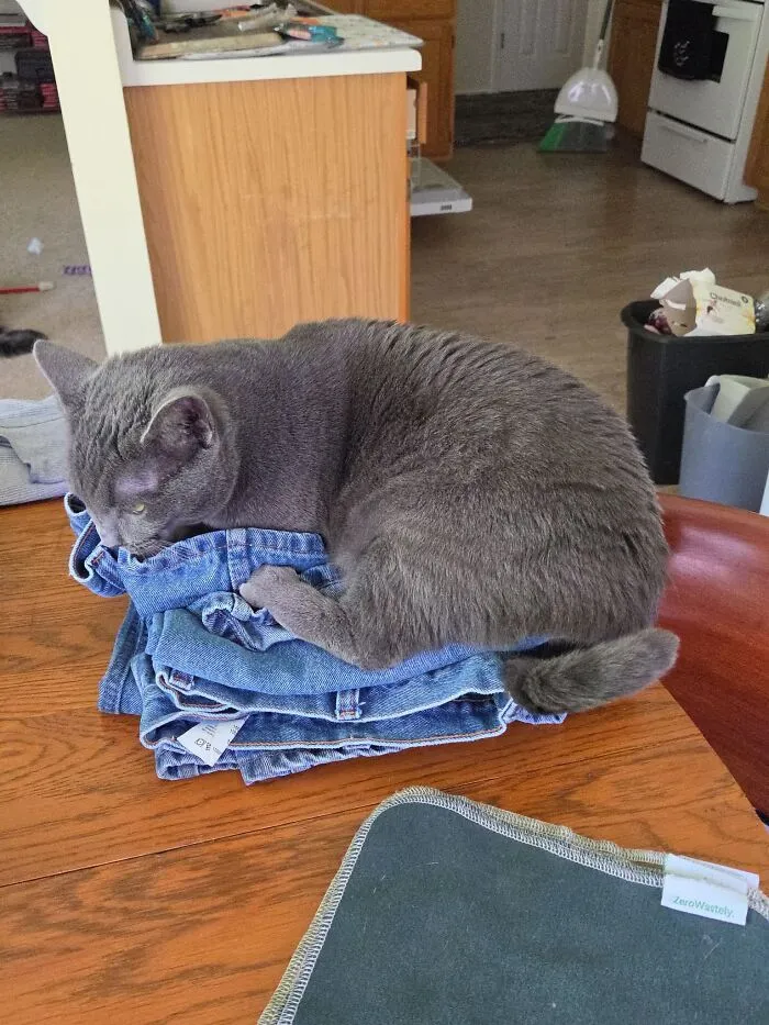 A grey cat curled up in one of its funniest positions on a pile of blue jeans