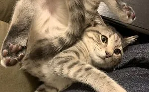73 People Shared The Weirdest And Funniest Positions Their Cats Have Been Found In