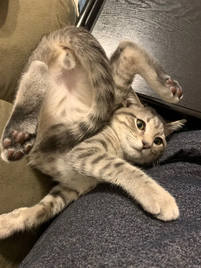 Sasha. No Clue What He Was Trying To Do 😂🤷🏼‍♀️