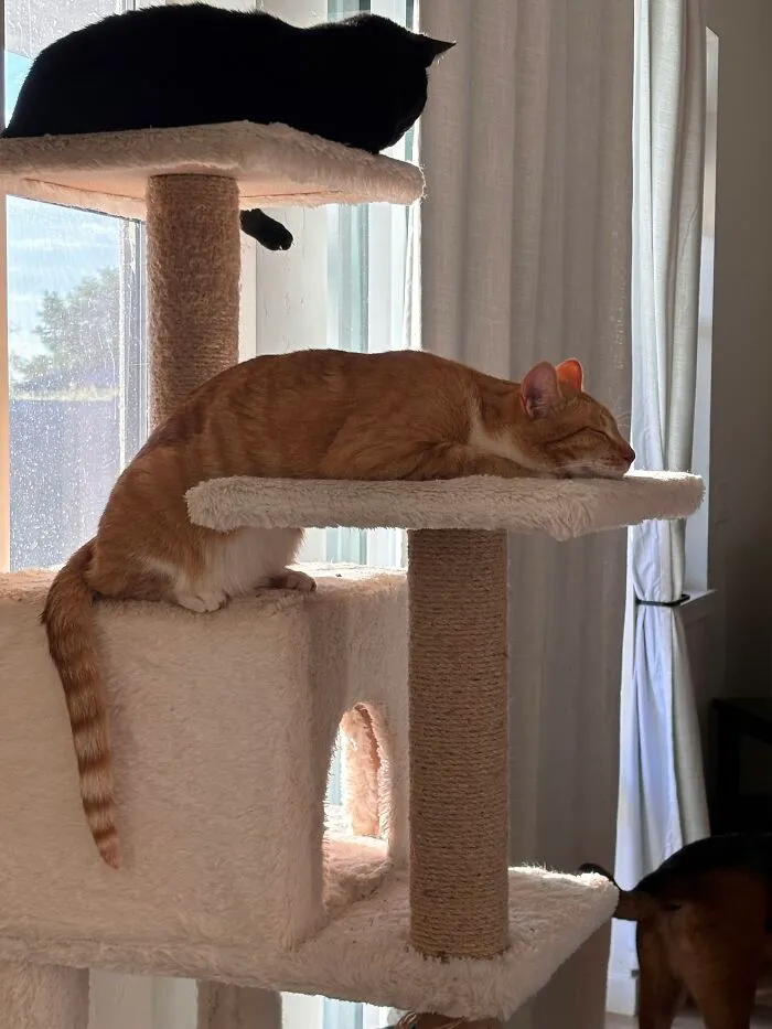 An orange tabby cat sleeping in a weird stretched-out position on a scratching post tower.