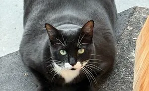 73 People Shared The Weirdest And Funniest Positions Their Cats Have Been Found In