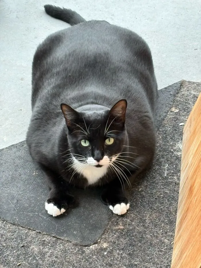 Chipit The Ottoman Cat