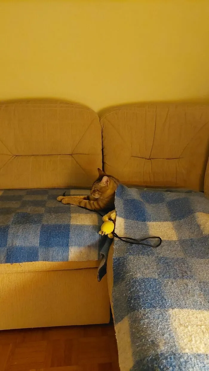 An orange tabby cat resting in a funny sleeping position tucked under a blue checkered blanket on a couch