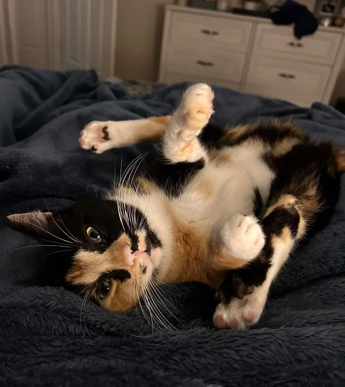 A funny calico cat lying upside down on its back in a weird twisted position on a blue blanket.