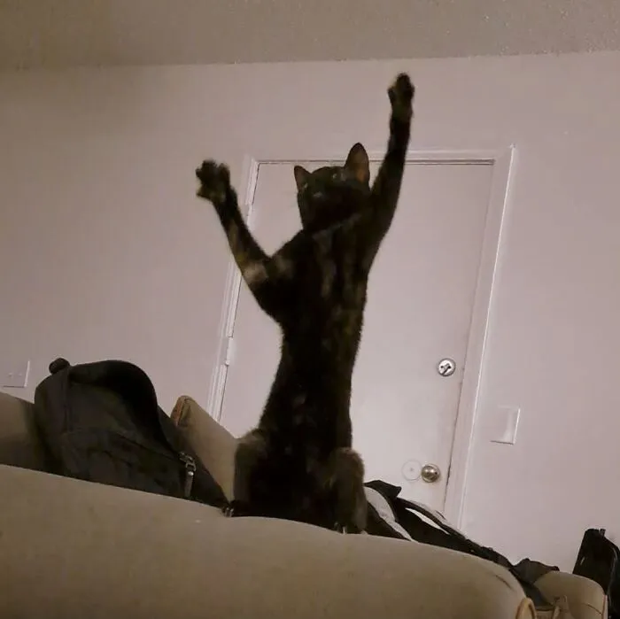 Black tortoiseshell cat standing on its hind legs with front paws raised in one of many funny positions cats get into.