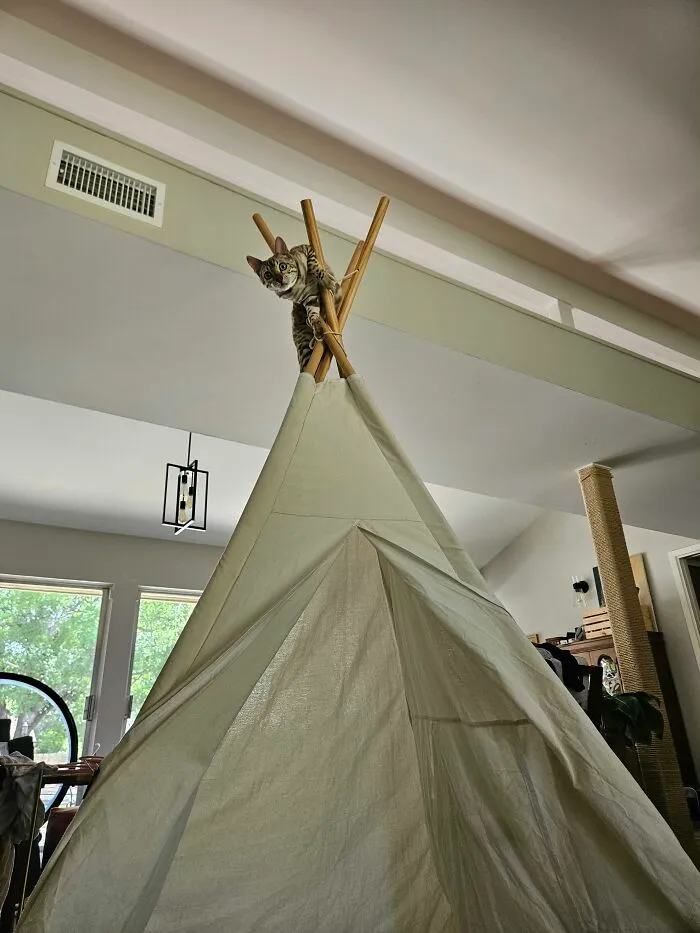 A brown tabby cat perched on top of a teepee tent poles, showcasing the weirdest and funniest positions