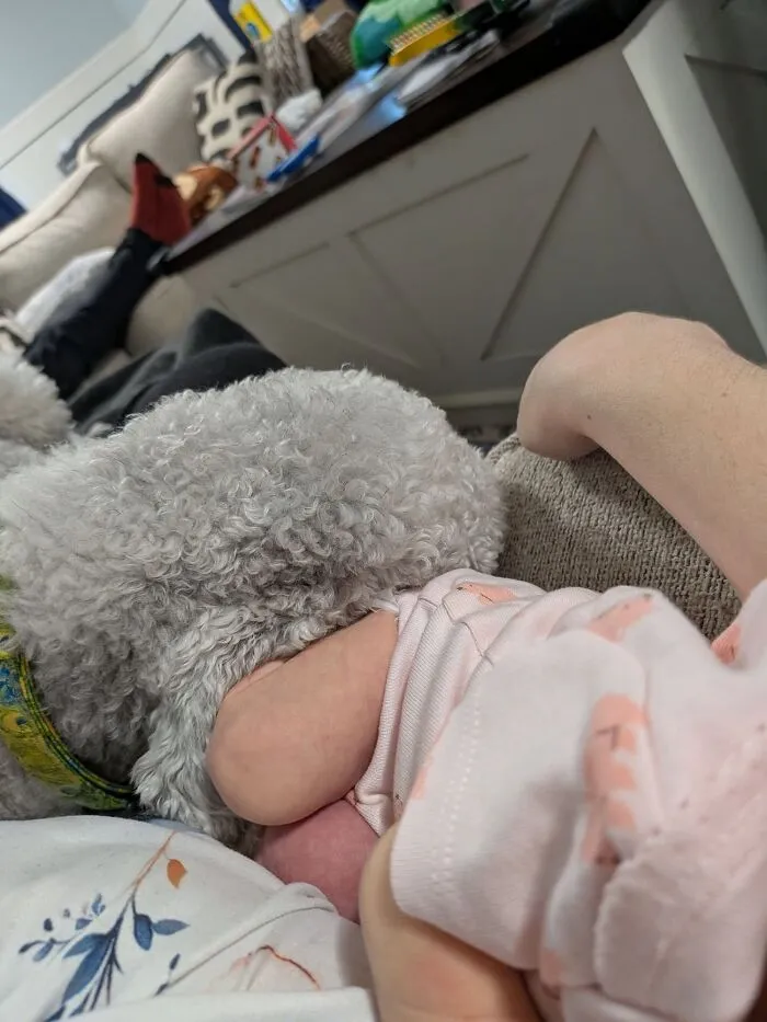 A grey fluffy dog resting closely against a baby in pink clothes.