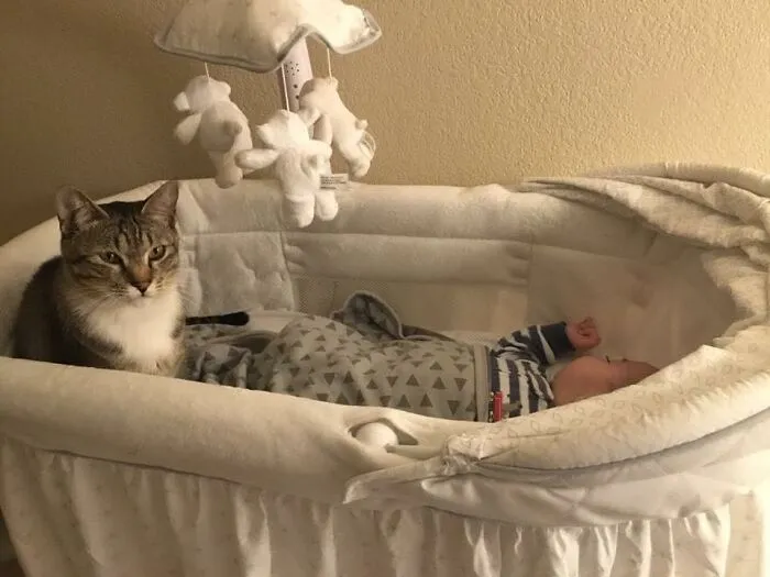 Tabby cat sitting inside a cozy bassinet, watching over a sleeping infant, as pets looking after babies.