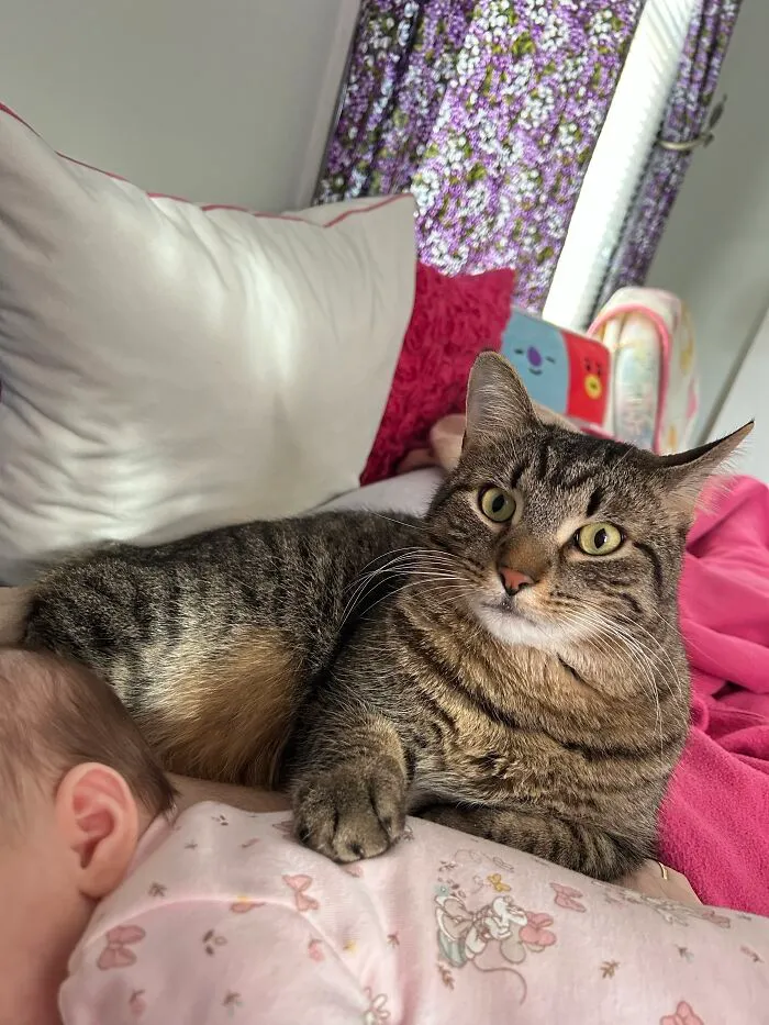 A tabby cat looking after a baby while sitting next to them on a bed.