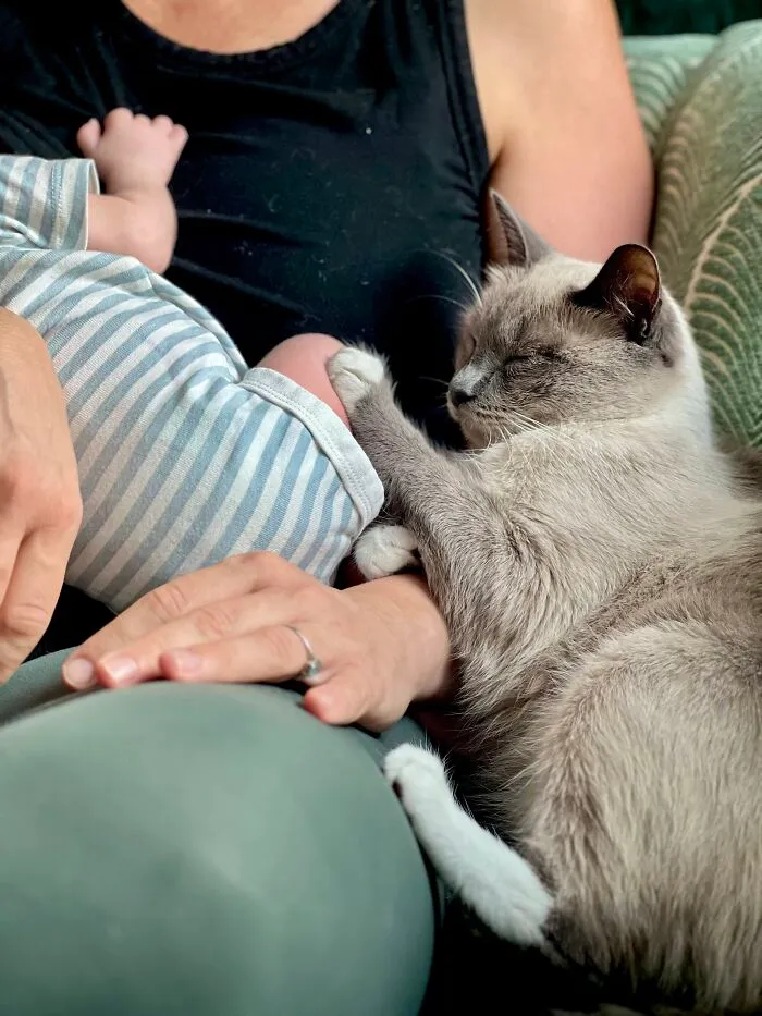 A grey cat sleeping peacefully on a person's arm next to a small baby in striped clothes