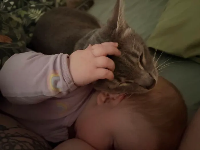 A baby gently reaches up to touch the face of a grey cat in a sweet example of pets looking after babies.