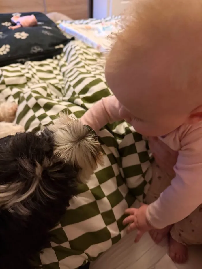 Curious small dog interacting gently with a baby on a patterned blanket, representing pets looking after babies.