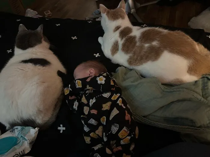 Two cats rest closely on either side of a sleeping newborn baby on a bed, exemplifying pets looking after babies.