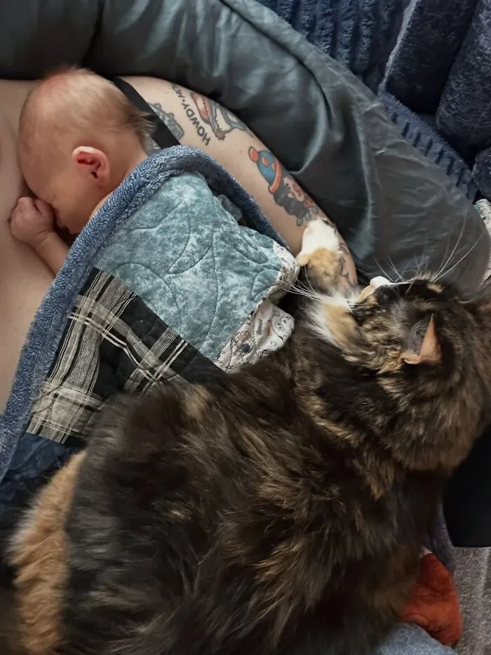 A fluffy cat lying down next to a sleeping newborn, affectionately looking after the baby.