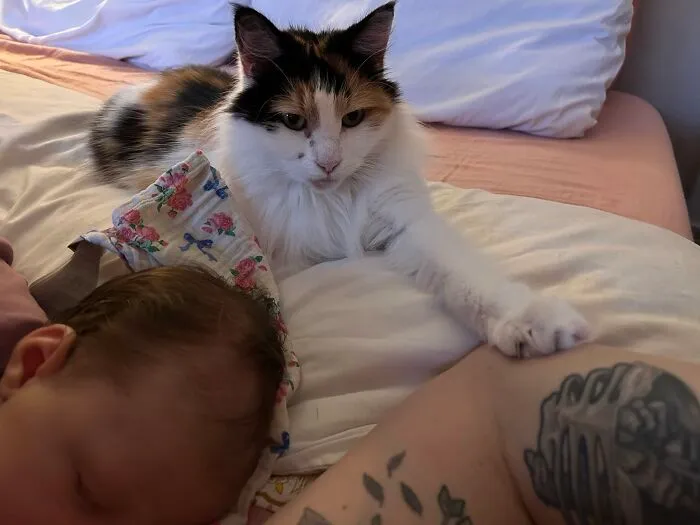 A fluffly calico cat lying on a bed looking after a sleeping baby.