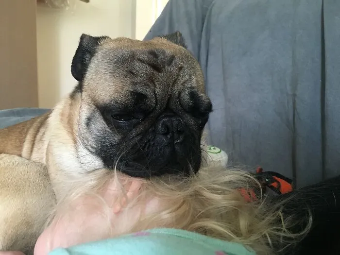 A tired sleepy pug dog resting its head gently on a blonde baby hair, showcasing pets looking after babies.