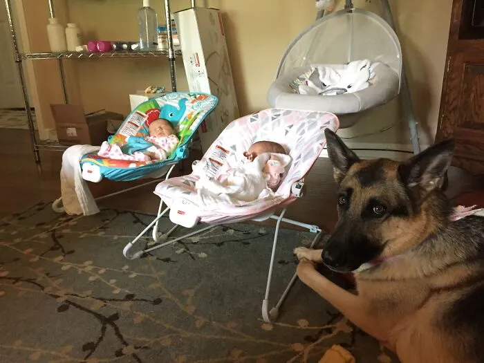 A German Shepherd watching over twin infants in bouncers, featured in photos of pets looking after babies