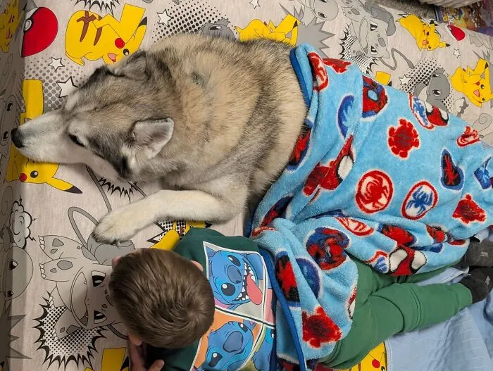 A large husky lies under a blue Spider-Man blanket next to a sleeping child, showing pets looking after babies.