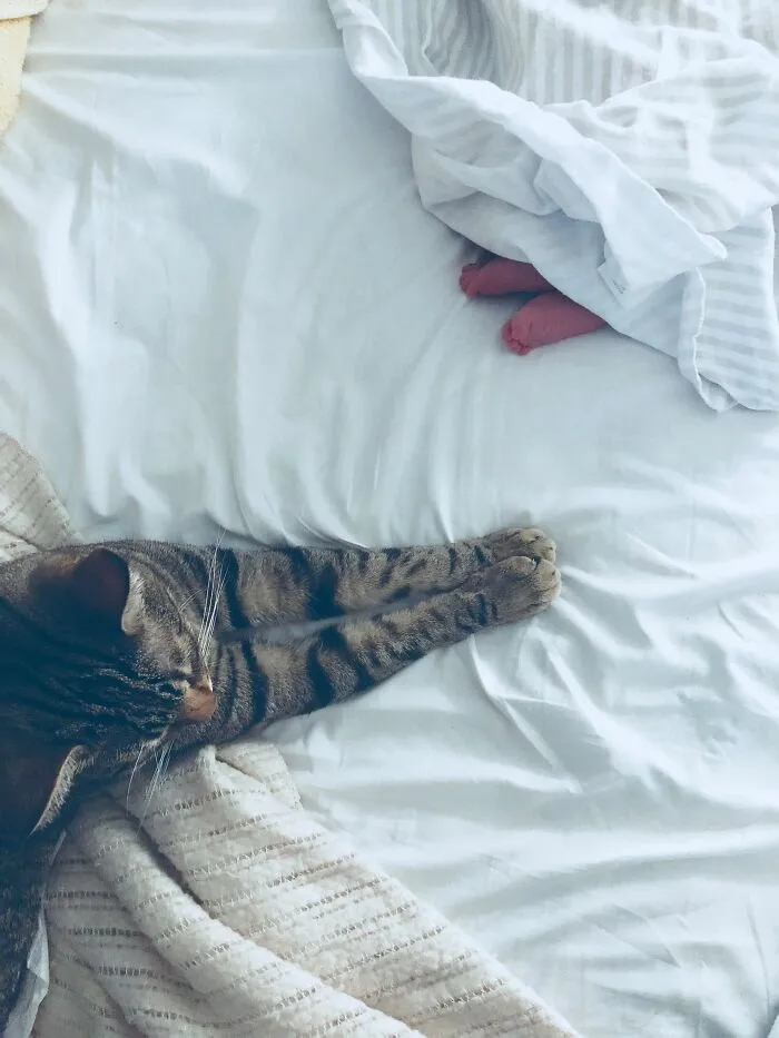 A tabby cat stretches out on white bed sheets next to tiny baby feet, demonstrating pets looking after babies.
