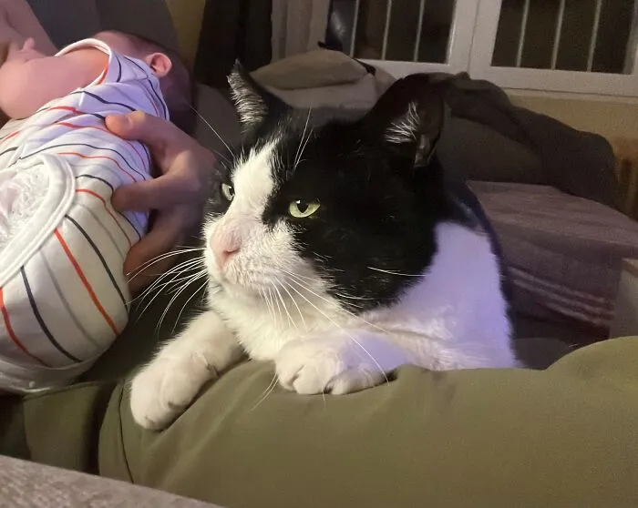 A protective black and white cat sitting attentively right next to a sleeping newborn, exemplifying pets looking after babies.