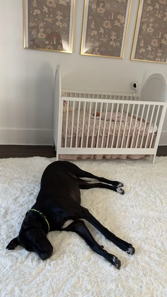 Large black dog lying on a rug next to a white crib with a sleeping baby inside