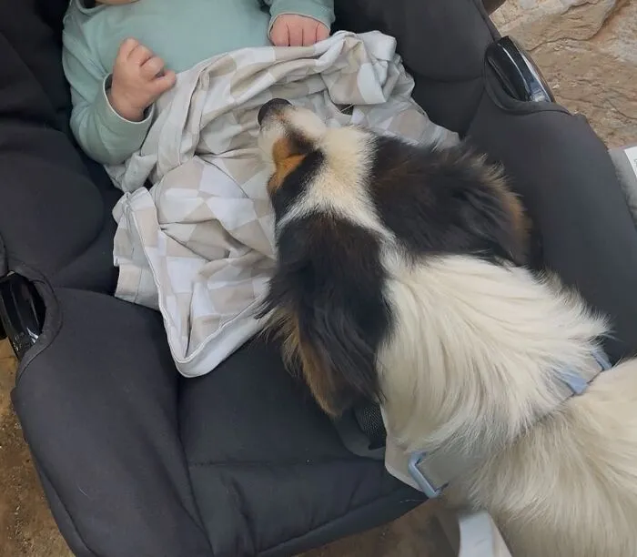 Fluffy dog leaning over a baby stroller, demonstrating pets looking after babies