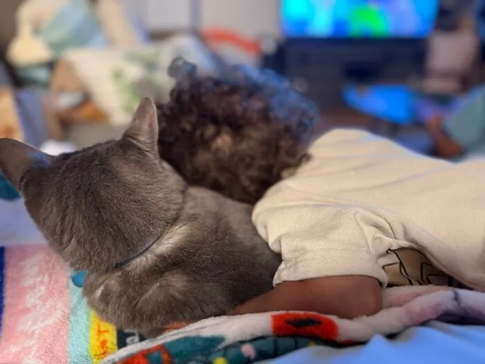 A cuddly grey cat lying down while looking after a sleeping curly-haired toddler on a blanket.