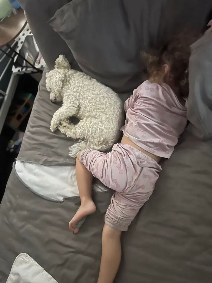 A fluffy white dog sleeping in bed curled up next to a young child in pajamas.