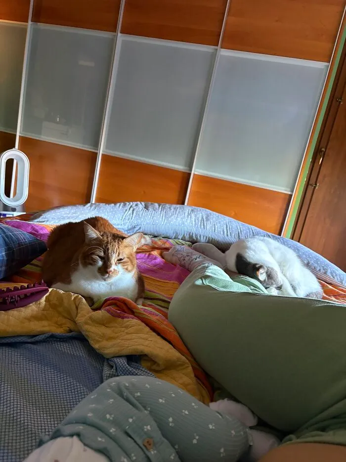 An orange cat and a white cat resting on a bed near a sleeping infant.