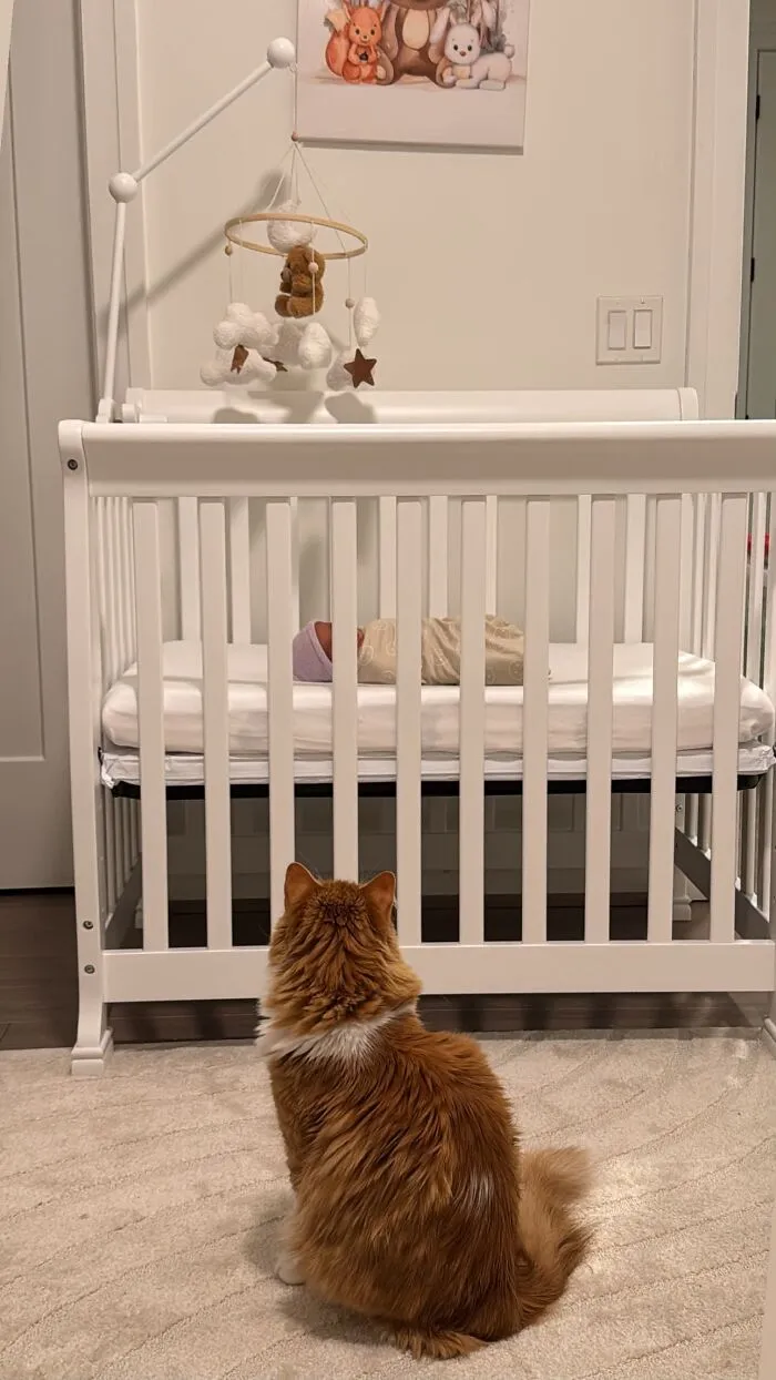 An orange tabby cat sitting on the floor watching over a sleeping baby in a crib