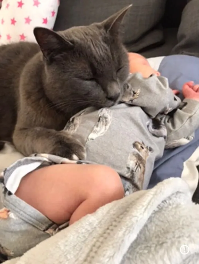 A cuddly grey cat snuggles against a sleeping newborn in grey pajamas, showcasing pets looking after babies.