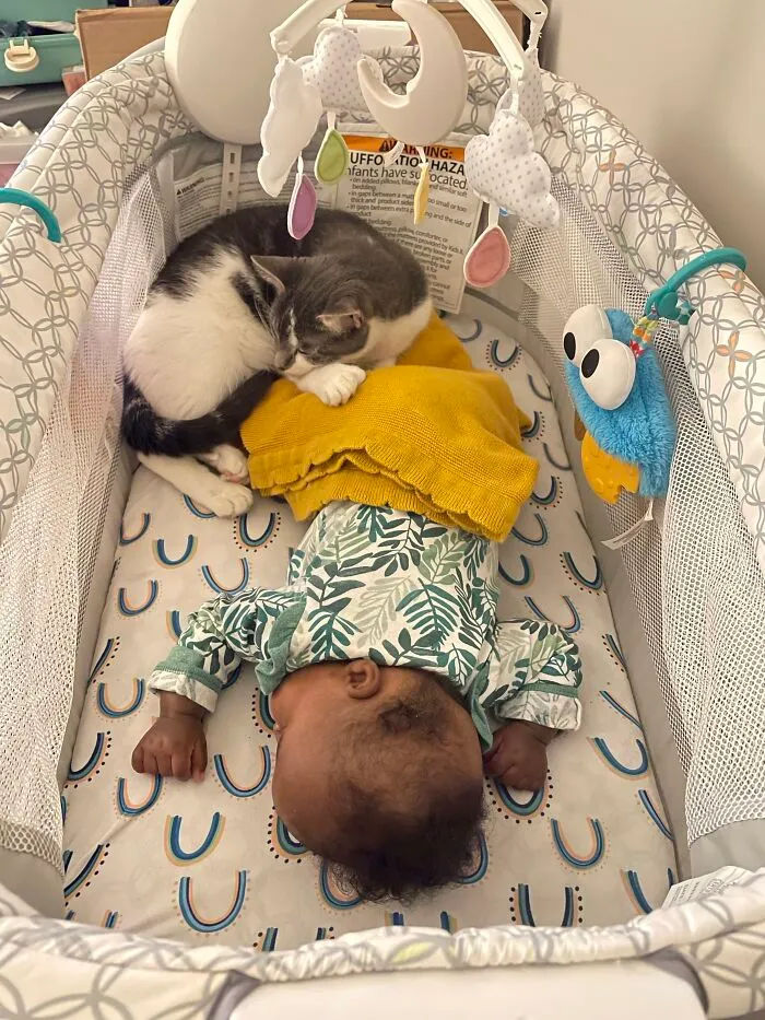 A grey and white cat lying inside a crib looking after a sleeping baby.