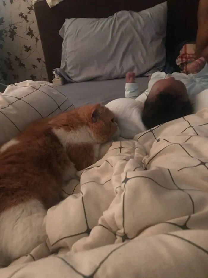Ginger and white cat snuggled in bed next to a sleeping baby, exemplifying pets looking after babies.