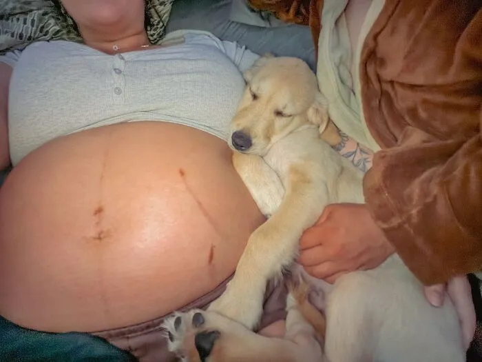 A golden puppy rests its head on a pregnant belly, gently looking after the unborn baby.