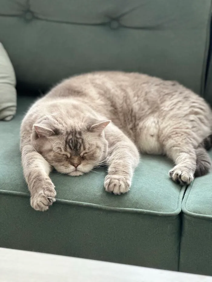 Fluffy grey cat face down on sofa displaying weird pet poses while napping