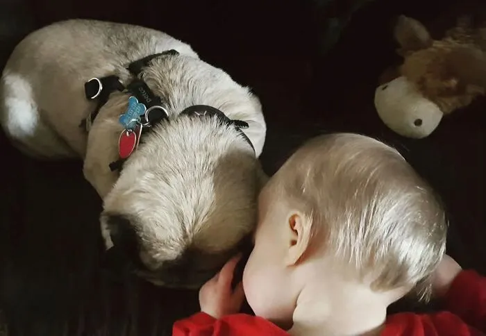 An adorable pug resting face to face next to a sleeping infant, as pets looking after babies bond closely.