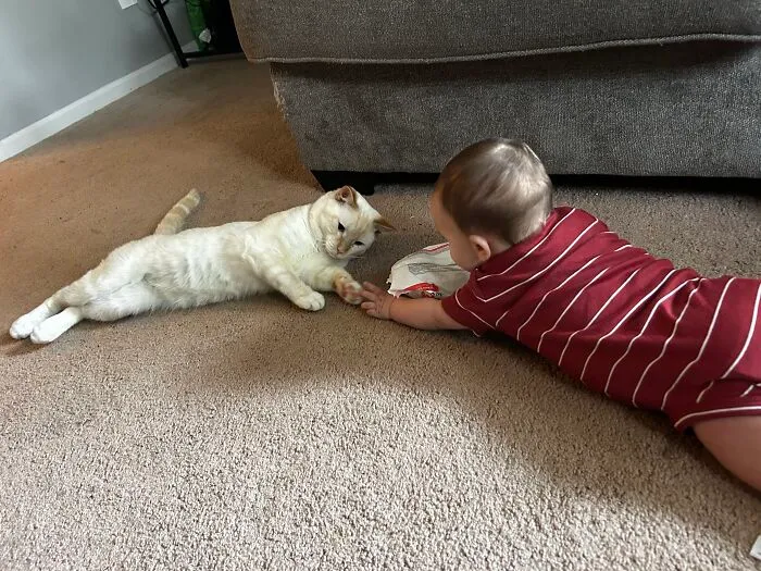 A white and tan cat stretching out on the carpet to gently touch paws with a baby lying down